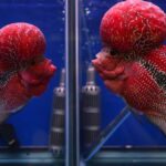 Laboratuvar baliklari yabana kacti tum golu kuratacak insanlara da bulasabilir pQRyA1iq